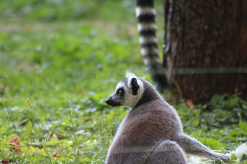 Naklejka na ściany i meble lemur close-up