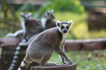 lemur close-up