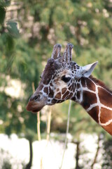 giraffe head close up