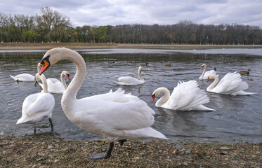 large swan posing against the backdrop of a pond