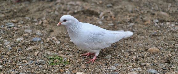 white dove standing on stony wet soil