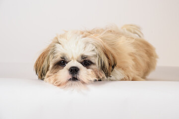 shih tzu