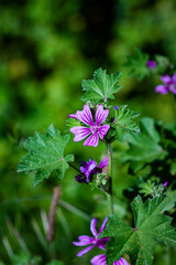 FLOR MORADA RODEADA DE HOJAS VERDES EN EL CAMPO