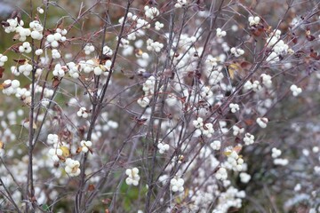 Bush in bloom in autumn 