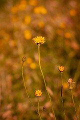 Obraz premium FLORES AMARILLAS ILUMINADAS POR EL SOL EN CAMPOS DE ESPAÑA