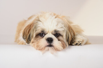 shih tzu