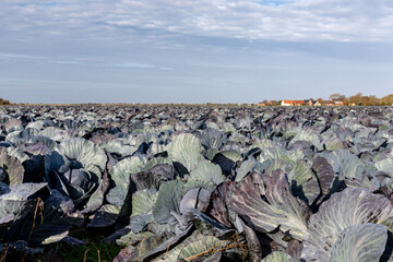 field of cabbage and blue sky