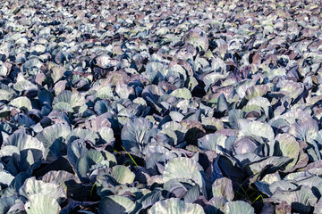 Field with red cabbage shortly before harvest