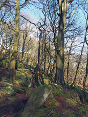 forest trees on a sunlit winter day with fallen leaves and scattered rocks on the ground