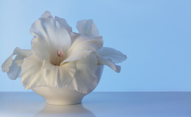 White gladiolus flower in a white bowl on a blue background. Flower Bud close-up. Copy space