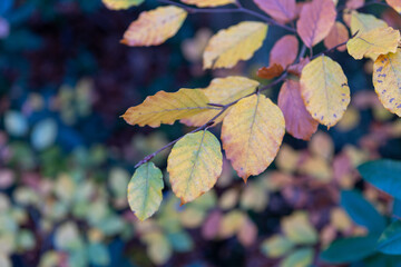 Autumn leaves on a branch