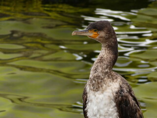 Great cormorant - continental (Phalacrocorax carbo sinensis) - portrait of cormorant with green water in the background, Gdynia, Poland