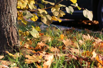 autumn leaves on the ground