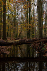 Fallen tree crossing a creek in autum forest