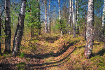 Obraz premium Beautiful autumn landscape footpath in the forest on a sunny day.
