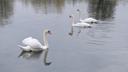 three white swans swim in a small pond