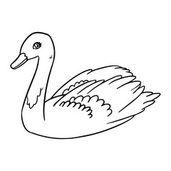 illustration of a white duck