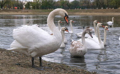 large swan posing against the backdrop of a pond