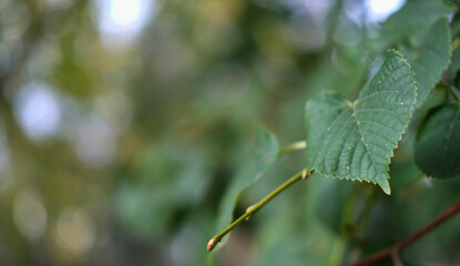 green leaf on the background of beautiful bokeh