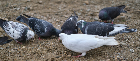 Fototapeta premium black and white pigeons on wet rocky soil