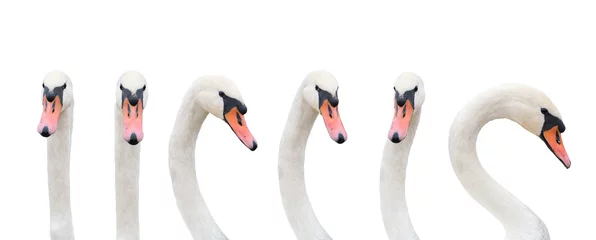 Foto op Plexiglas different position of the head of a swan © zeleniy9