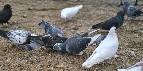 black and white pigeons on wet rocky soil