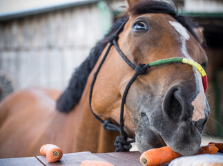  Horse eats carrots - close up portrait - eye - colorful halter - stable - wood - table 