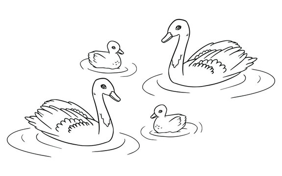 Swans family in contours - parents and baby birds coloring page. Vector illustration of mother, father and baby swan. Vector illustration for kids. Coloring book 