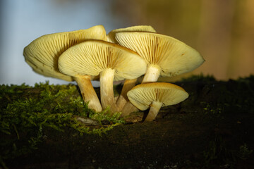 Pilze auf einem morschen Baumstamm