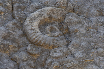 fossil ammonites in a gray limestone slab, Dignes-les-Bains, France