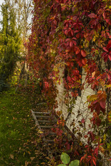 Vertical shot of a gazebo covered with red ivy leaves