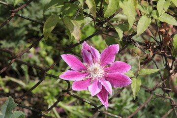 Fototapeta na wymiar pink clematis flower on a wire fence