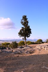 Obraz premium Einsamer Baum