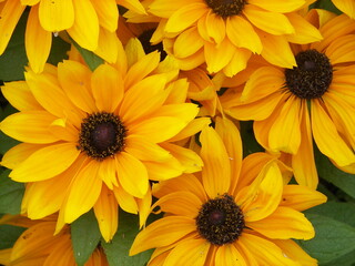 yellow flowers background