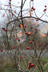 berries in snow