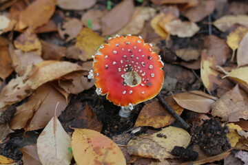 amanita muscaria fly agaric