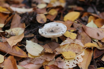 mushrooms in autumn forest