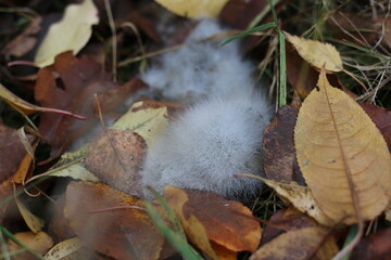 autumn leaves on the ground, with white moss