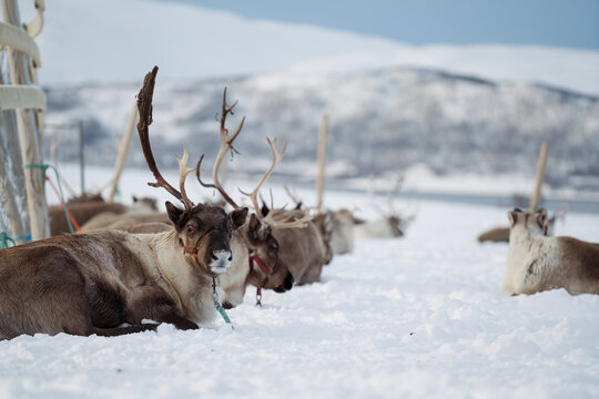 Reindeer farm from Norway