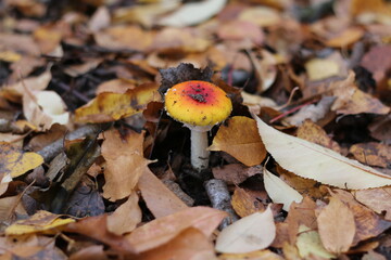mushrooms in autumn forest