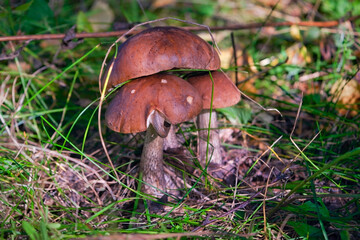 Edible mushrooms Leccinum Aurantiacum with orange caps.