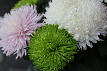 chrysanthemum flower