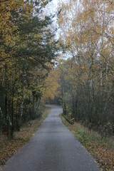 Fototapeta na wymiar road and 2 sides grow birch trees, autumn