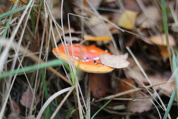 fly agaric mushroom