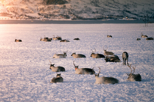 Reindeer farm from Norway