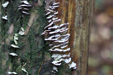 porcini mushrooms that grow on the bark of a tree