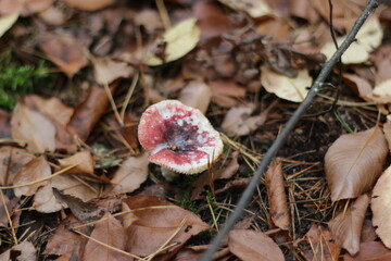 mushroom in the forest pink and white