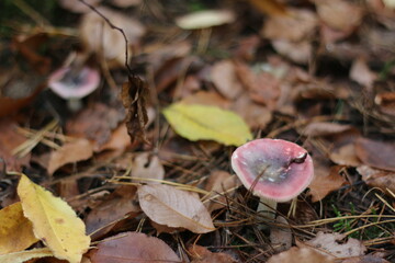 mushroom in the forest pink and white