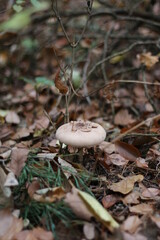 mushroom in the forest in the leaves