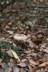 mushroom in the forest in the leaves